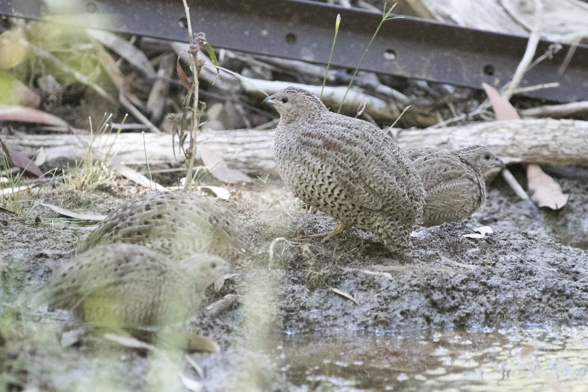 Brown Quail - ML641479546