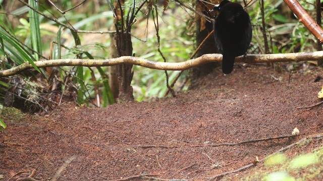 Western Parotia - ML641479561