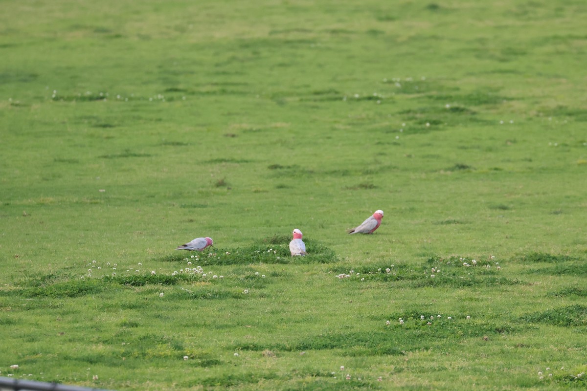 Galah - ML641479612