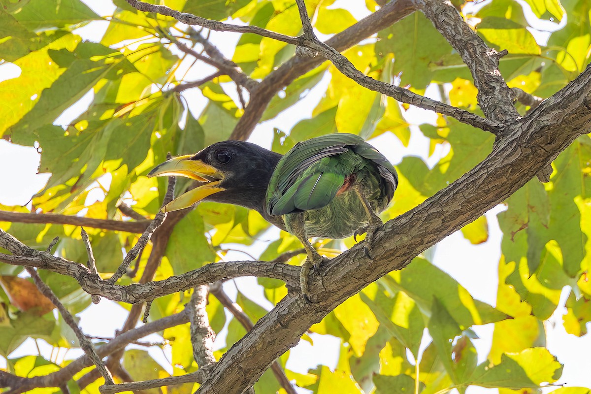 Great Barbet - ML641479658
