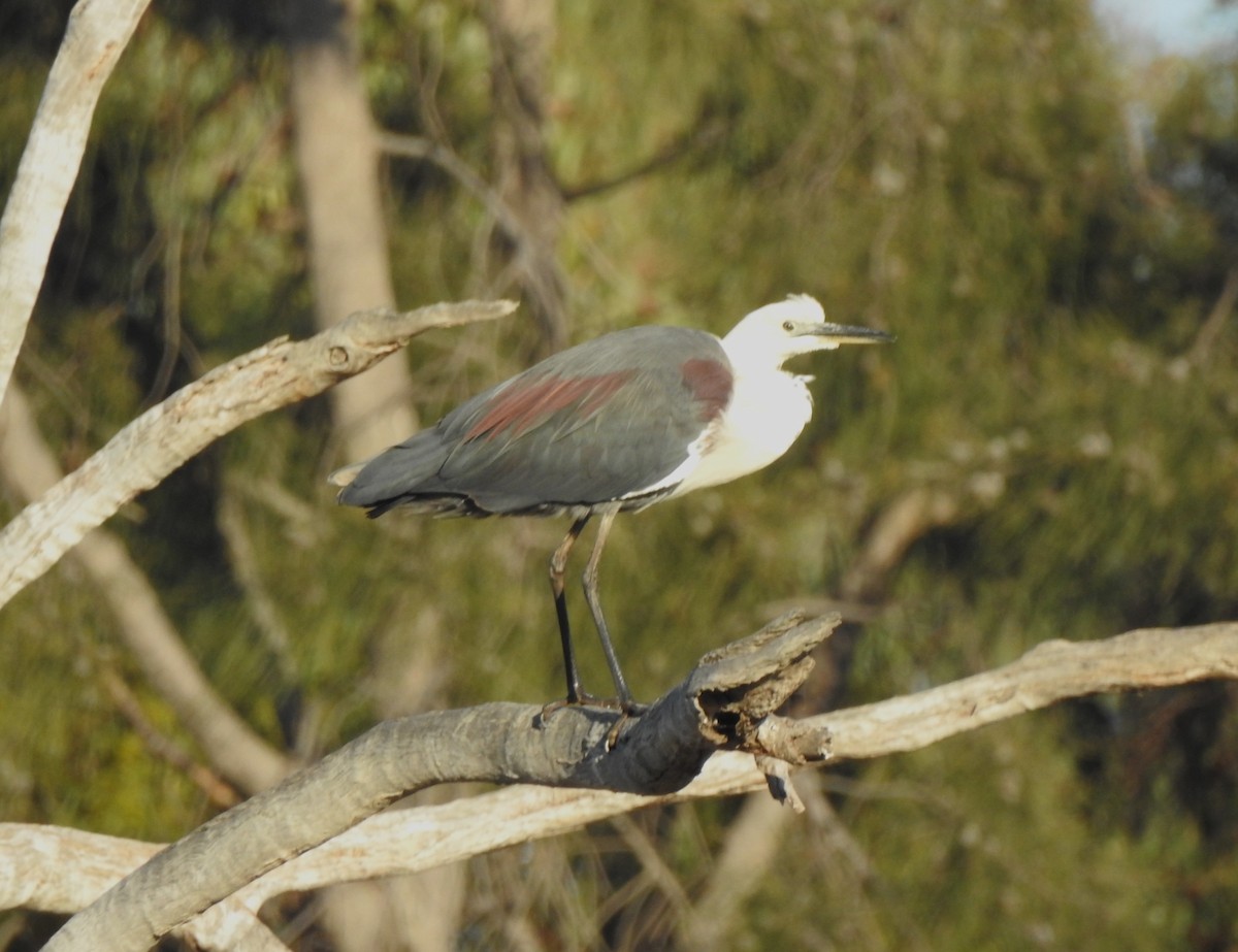 Pacific Heron - ML641479669