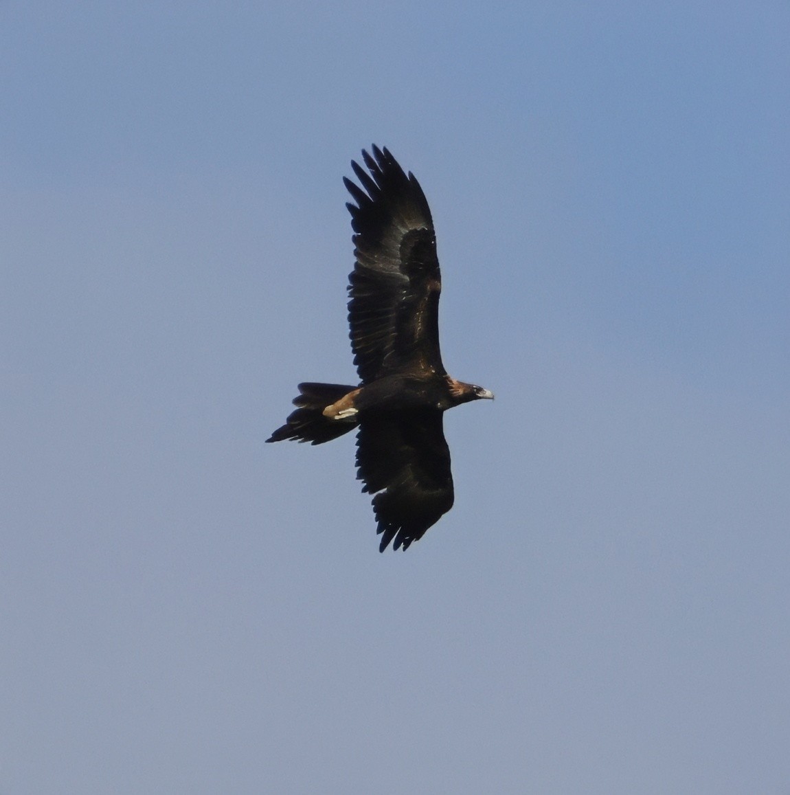 Aigle d'Australie - ML641479670
