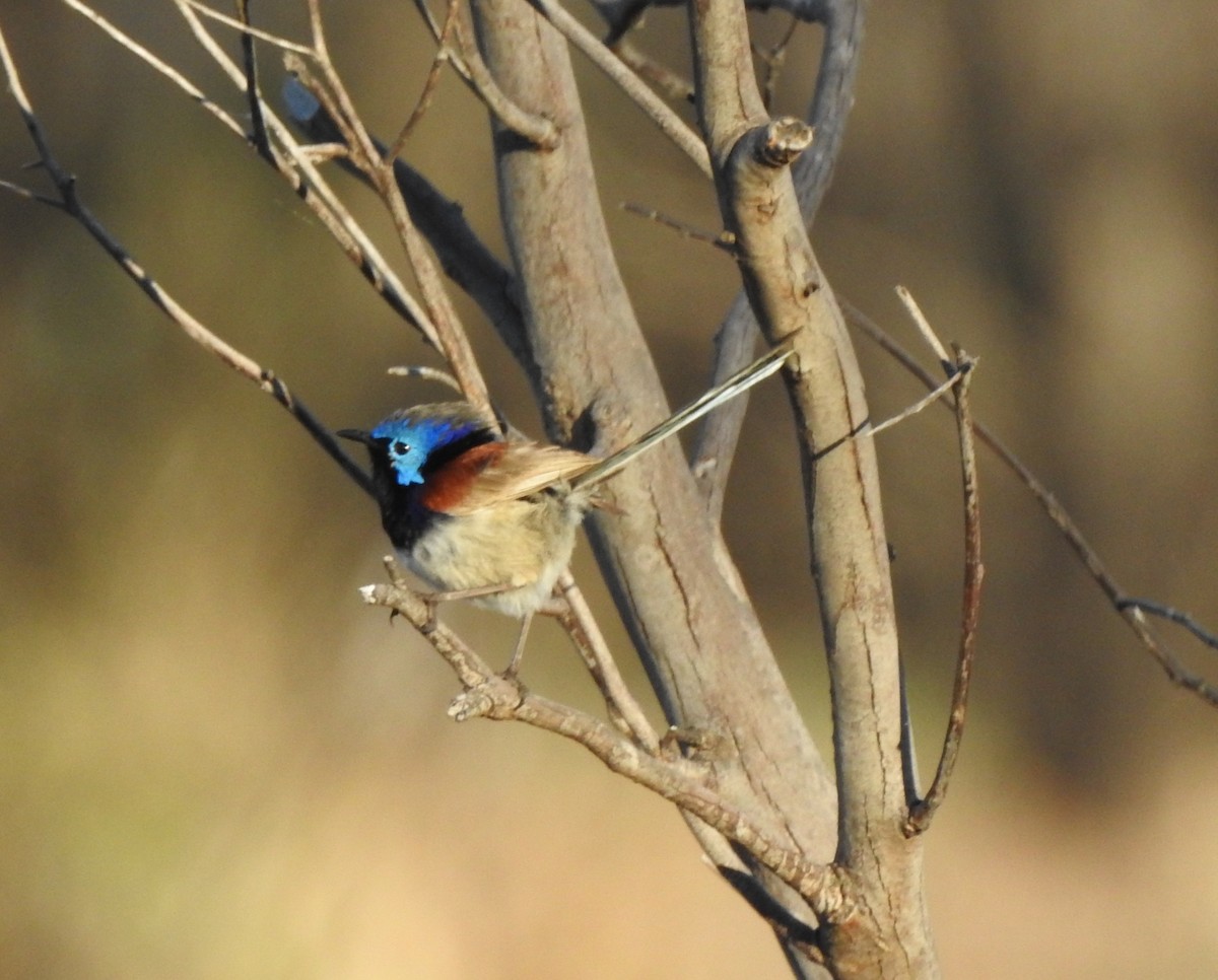 Purple-backed Fairywren - ML641479671