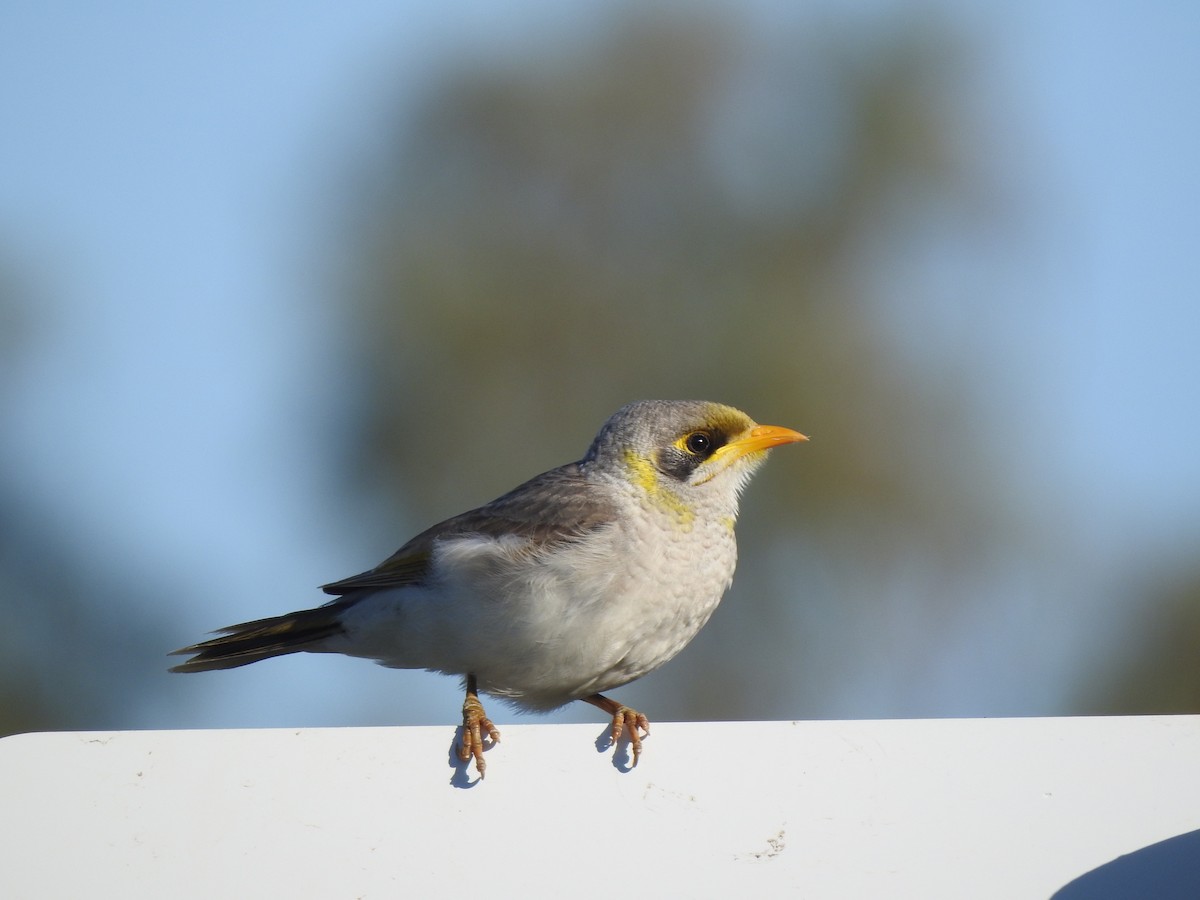 Yellow-throated Miner - ML641479673