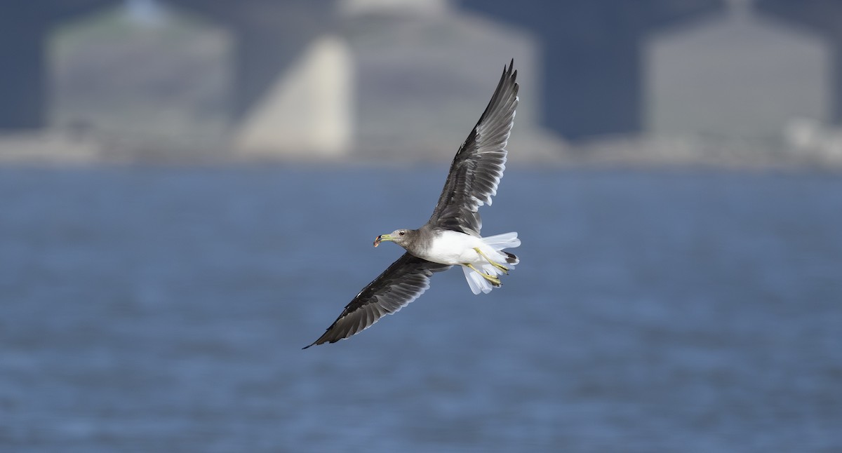 Sooty Gull - ML641479689