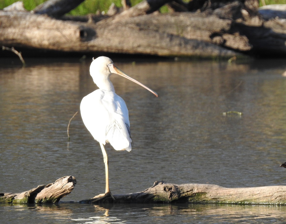 Yellow-billed Spoonbill - ML641479709