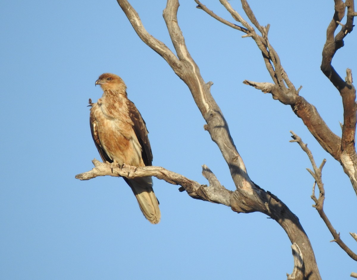 Whistling Kite - ML641479715