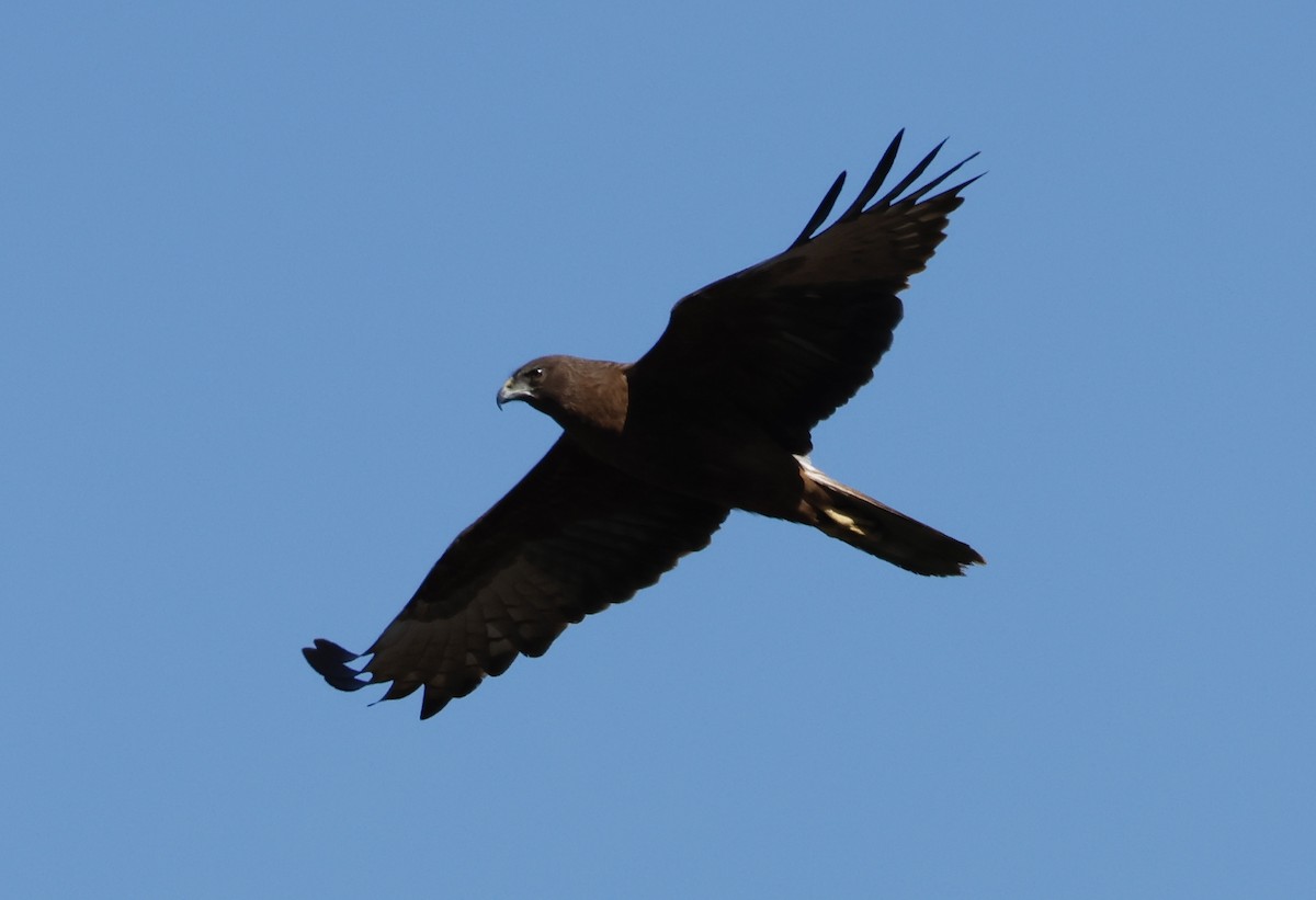Swamp Harrier - ML641479731