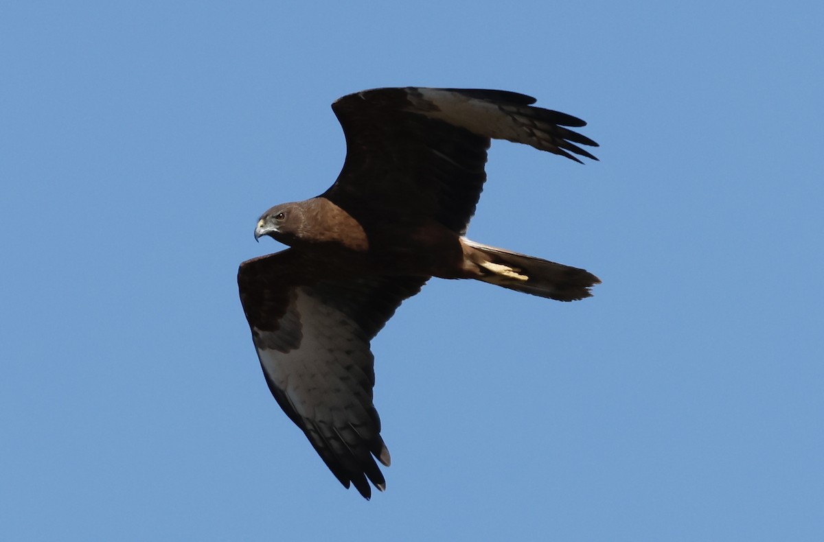 Swamp Harrier - ML641479732
