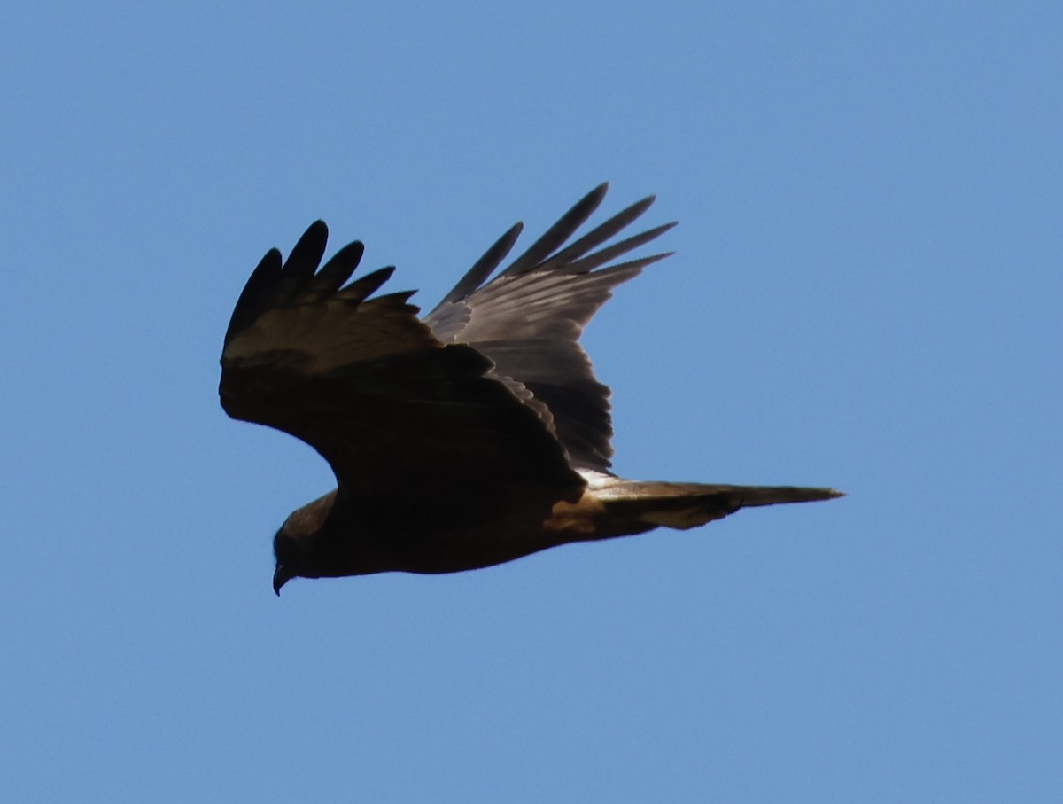 Swamp Harrier - ML641479733