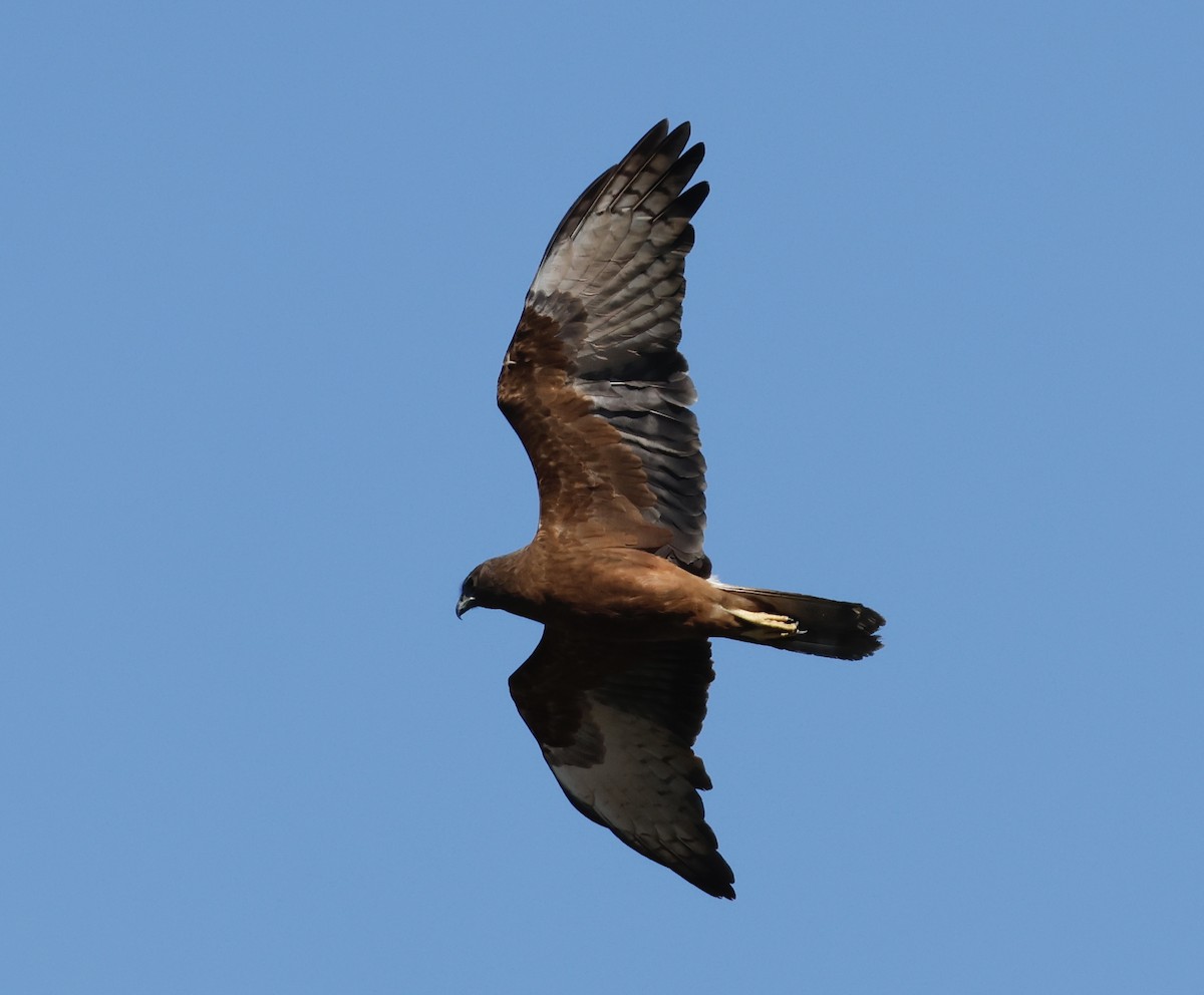 Swamp Harrier - ML641479734