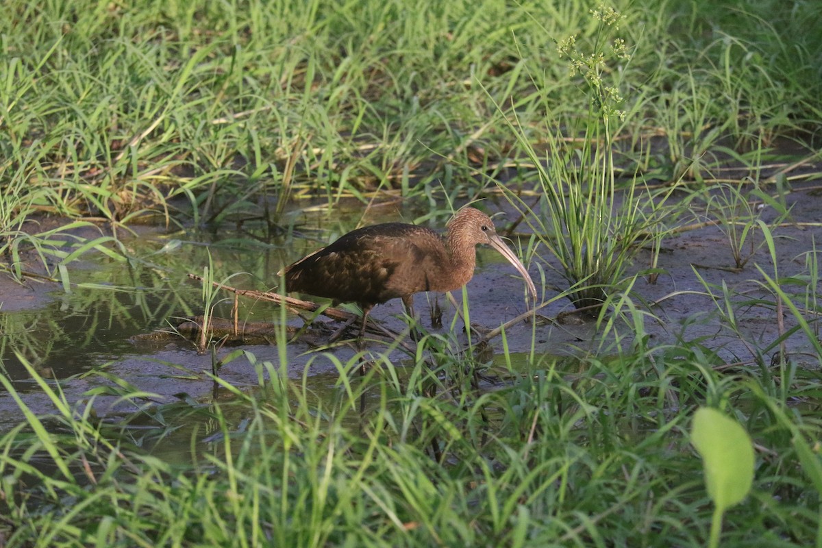 ibis hnědý - ML641479769