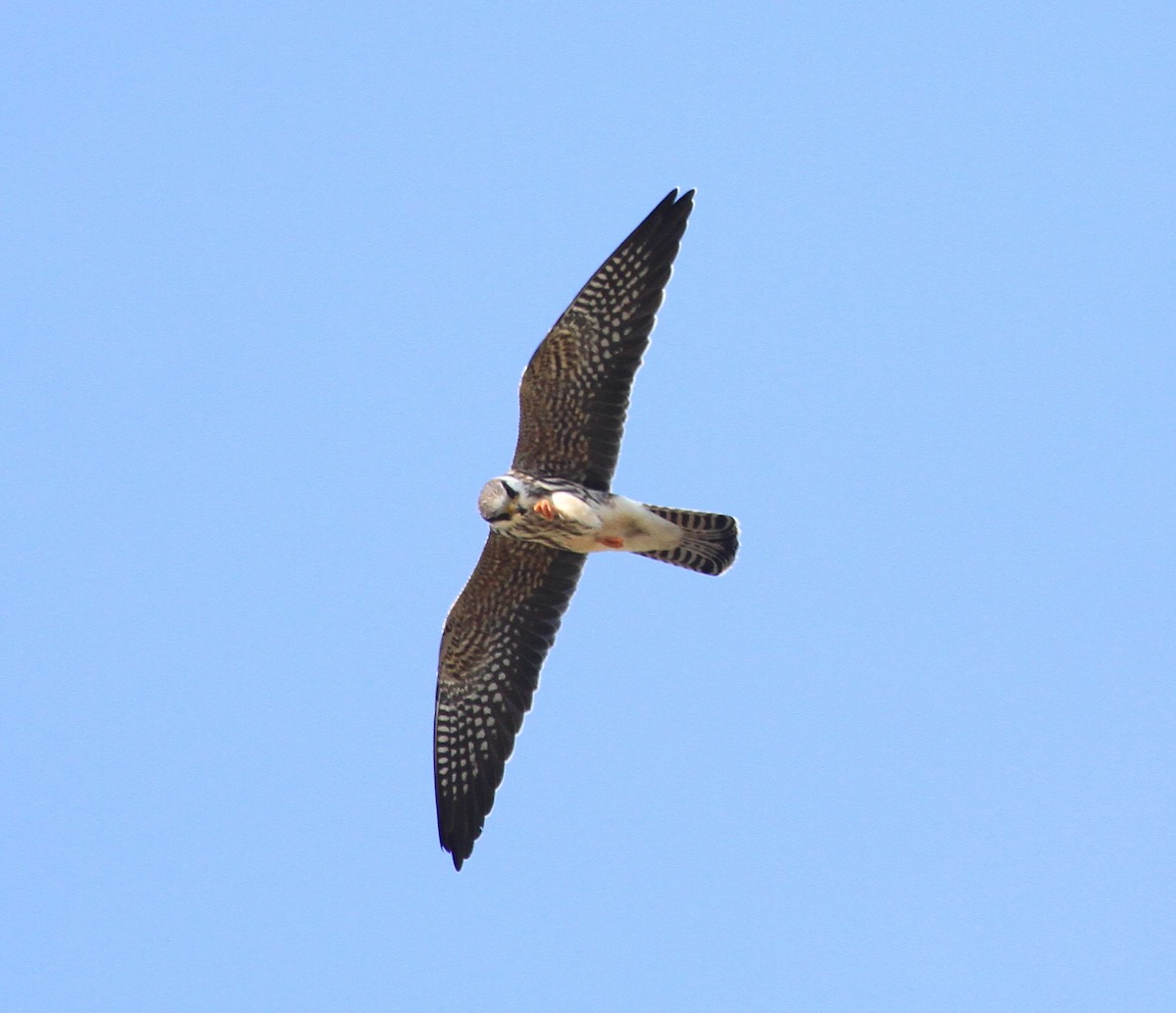 Red-footed Falcon - ML641479783
