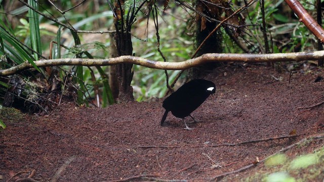 Western Parotia - ML641479790