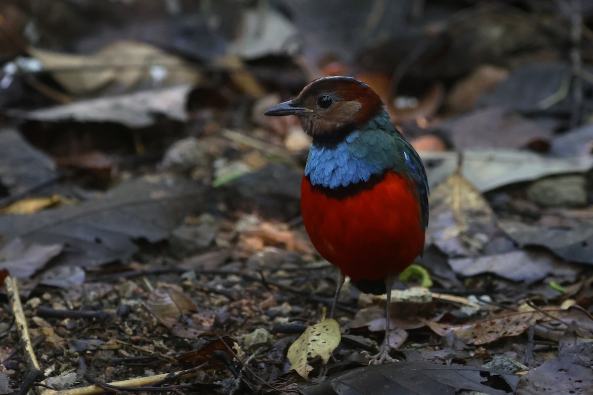 Sulawesi Pitta (Sulawesi) - ML641479805