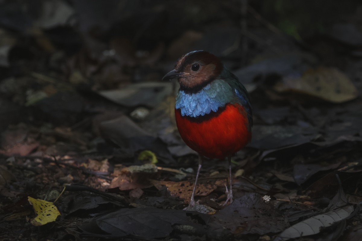 Sulawesi Pitta (Sulawesi) - ML641479806