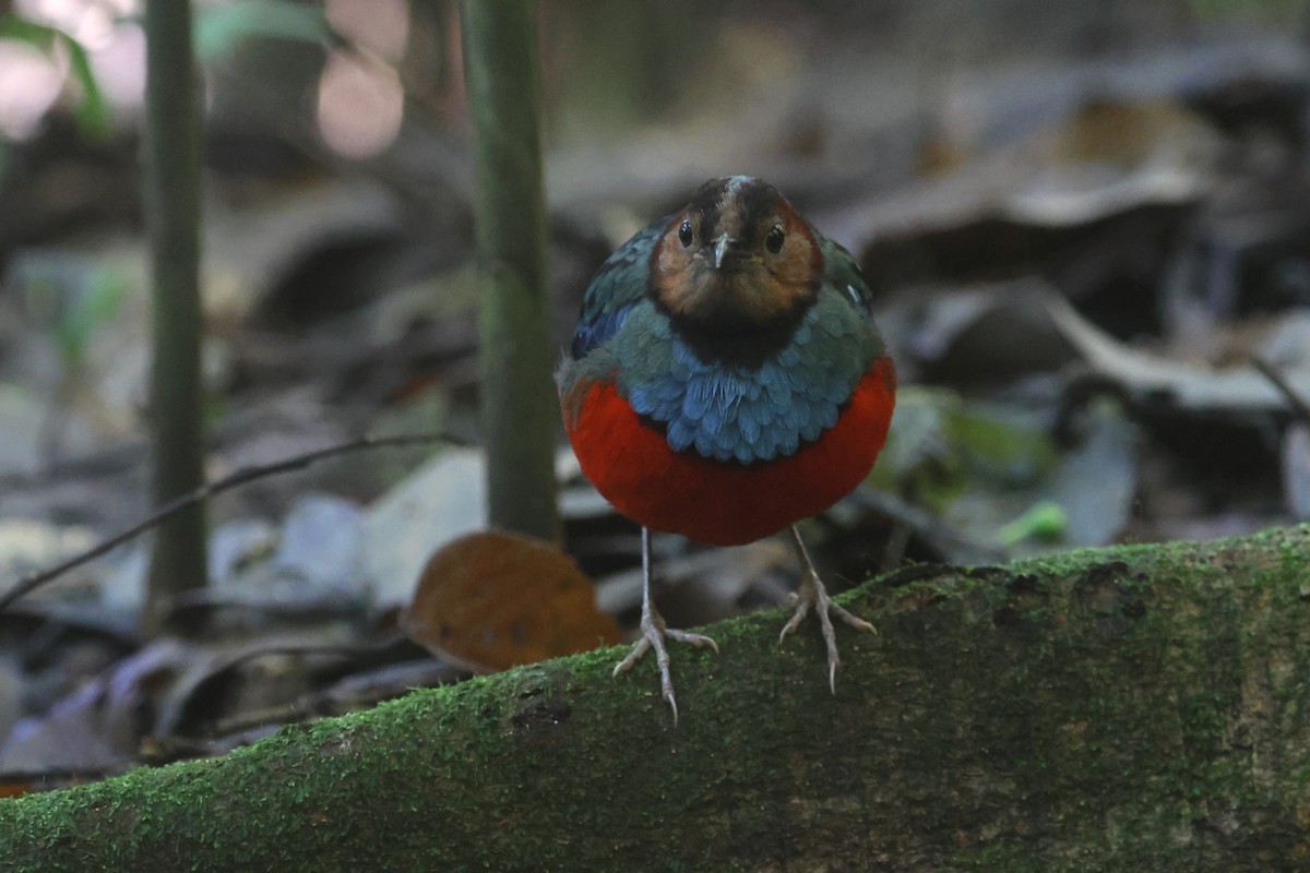Sulawesi Pitta (Sulawesi) - ML641479807