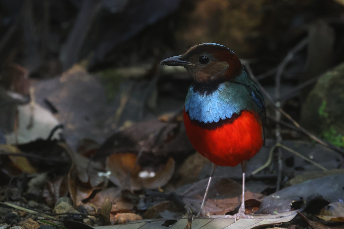 Sulawesi Pitta (Sulawesi) - ML641479808