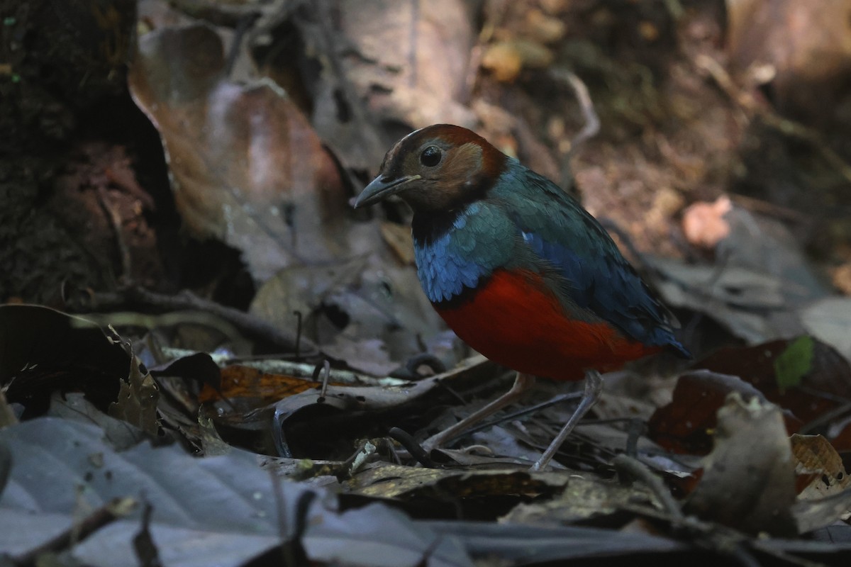 Sulawesi Pitta (Sulawesi) - ML641479809