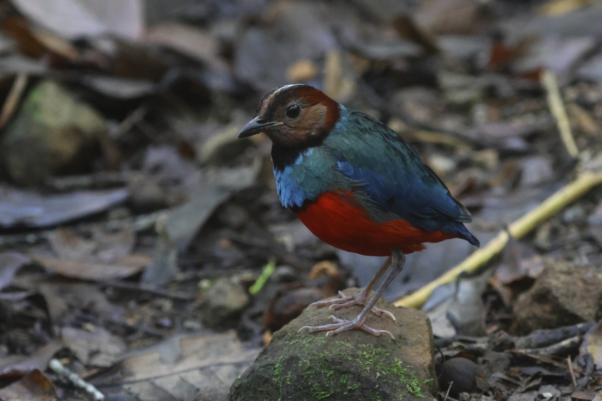 Sulawesi Pitta (Sulawesi) - ML641479810