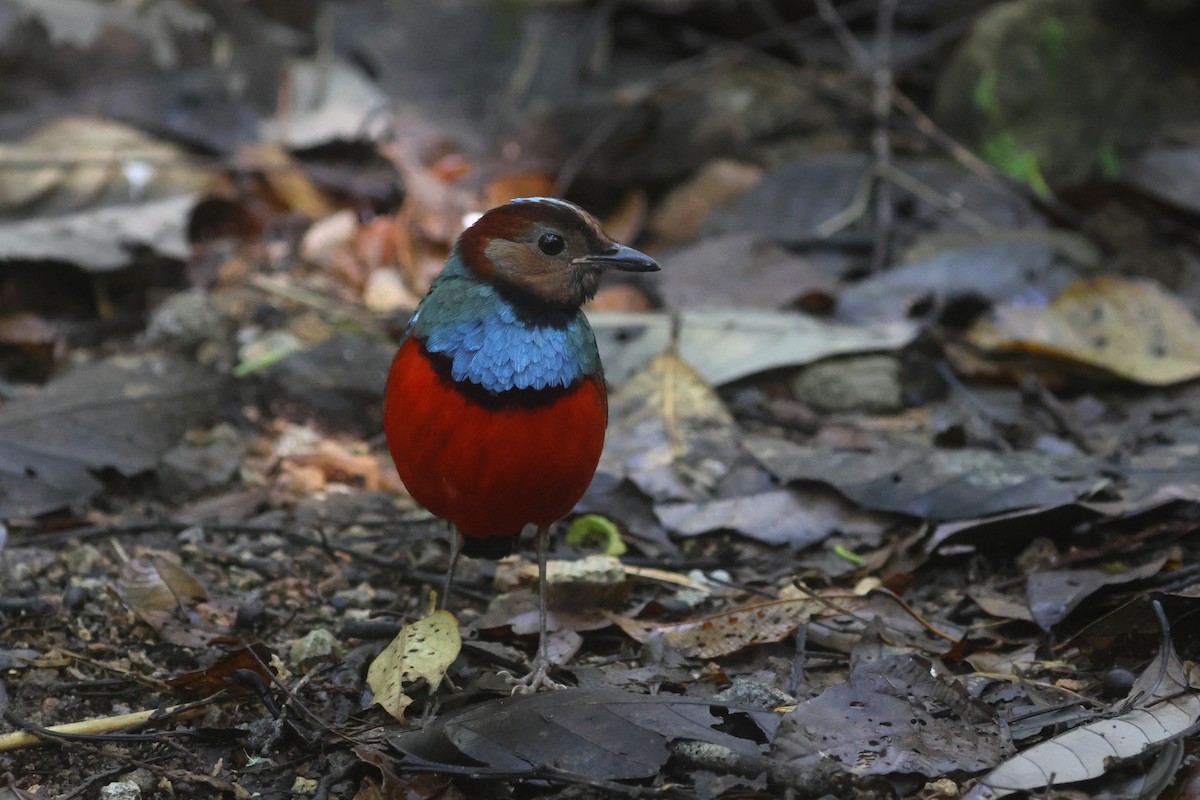 Sulawesi Pitta (Sulawesi) - ML641479812