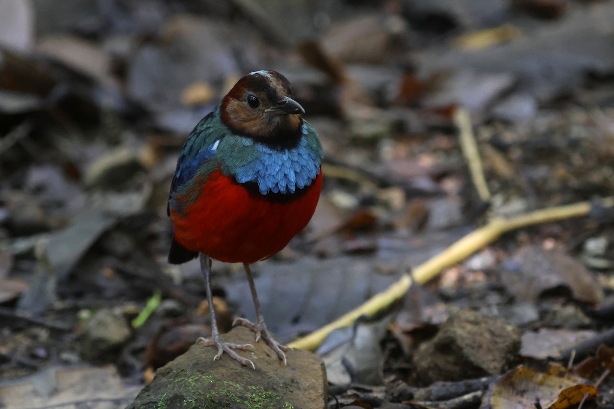 Sulawesi Pitta (Sulawesi) - ML641479813