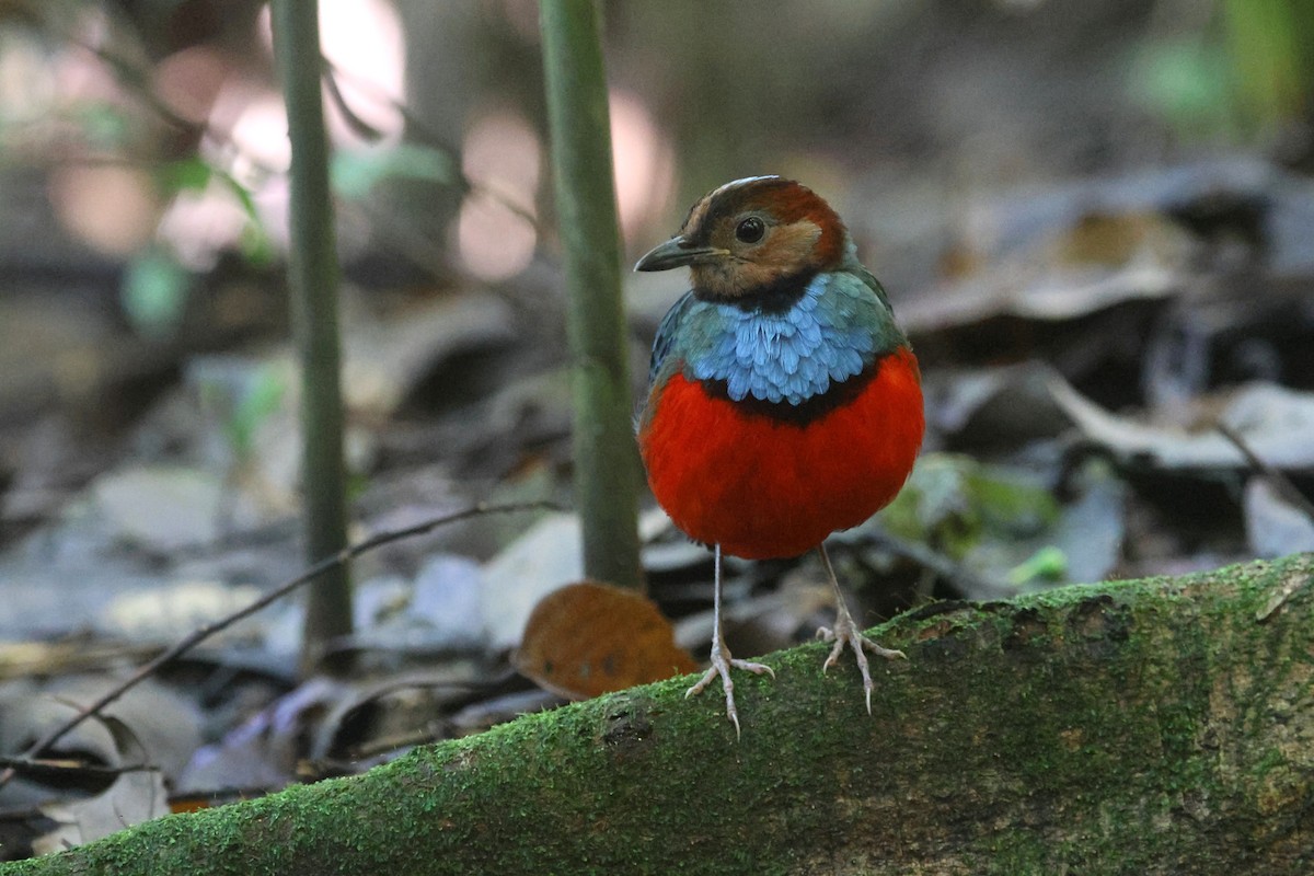 Sulawesi Pitta (Sulawesi) - ML641479814