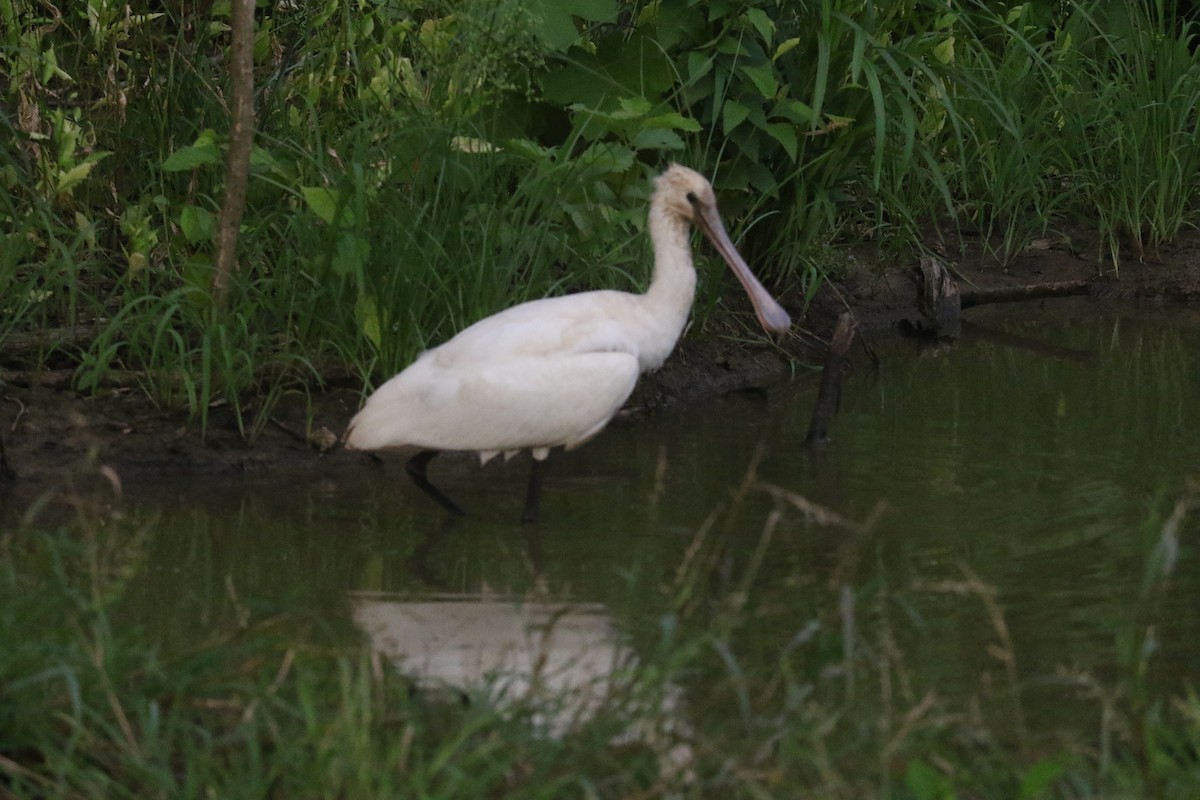 kolpík bílý - ML641479816