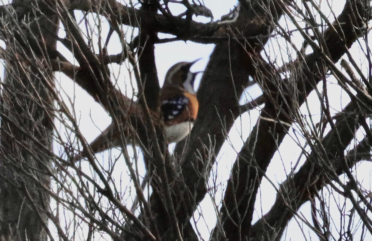Chestnut-breasted Quail-thrush - ML641479826