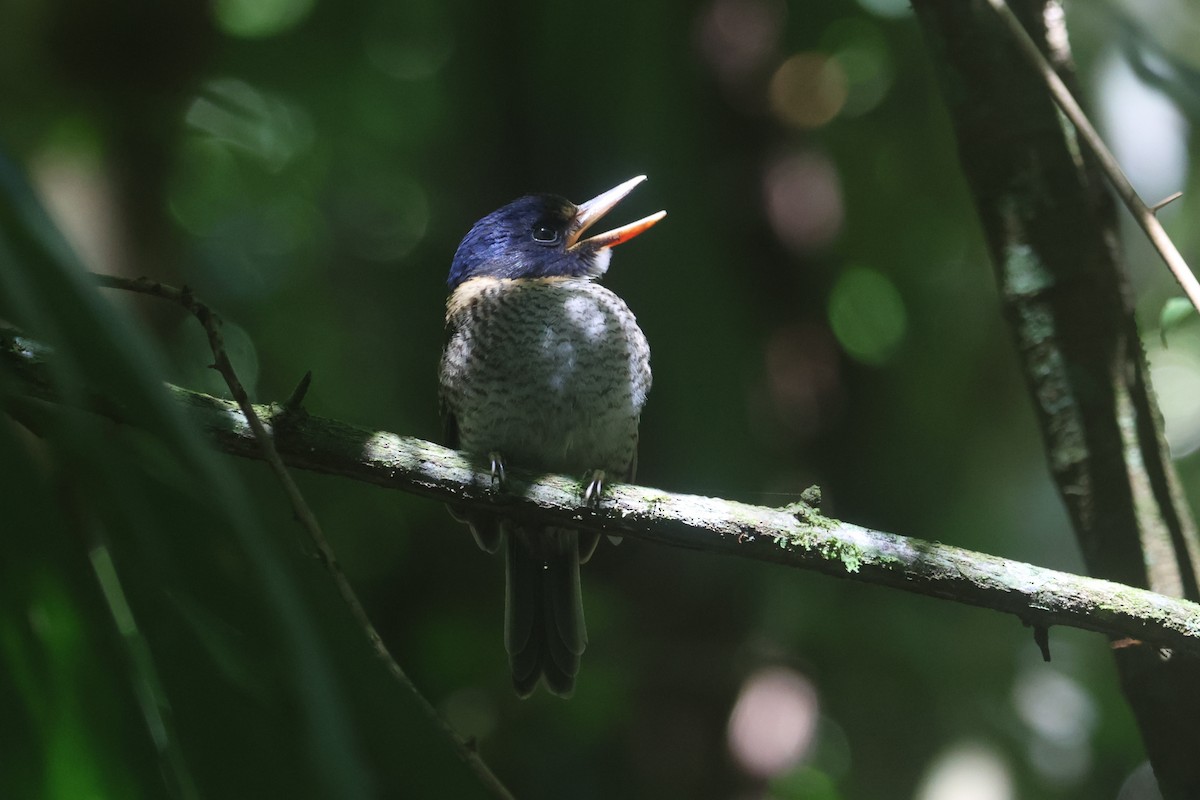 Scaly-breasted Kingfisher (Scaly-breasted) - ML641479837