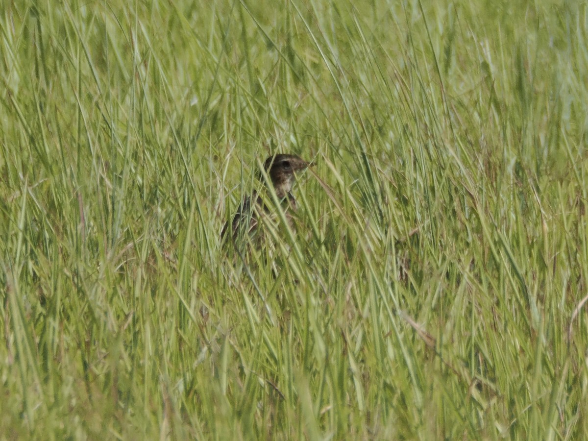 Eurasian Skylark - ML641479840