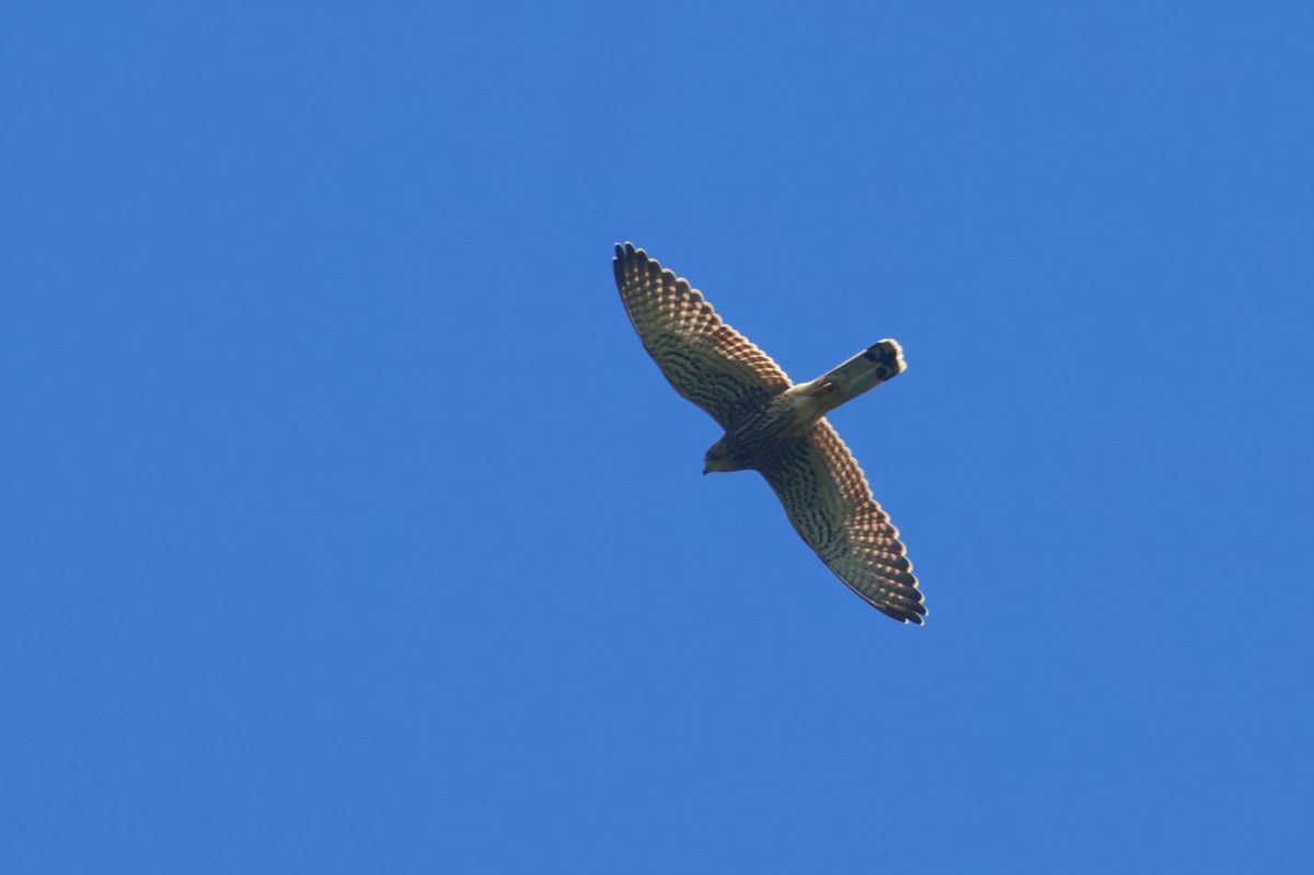 Spotted Kestrel - ML641479841