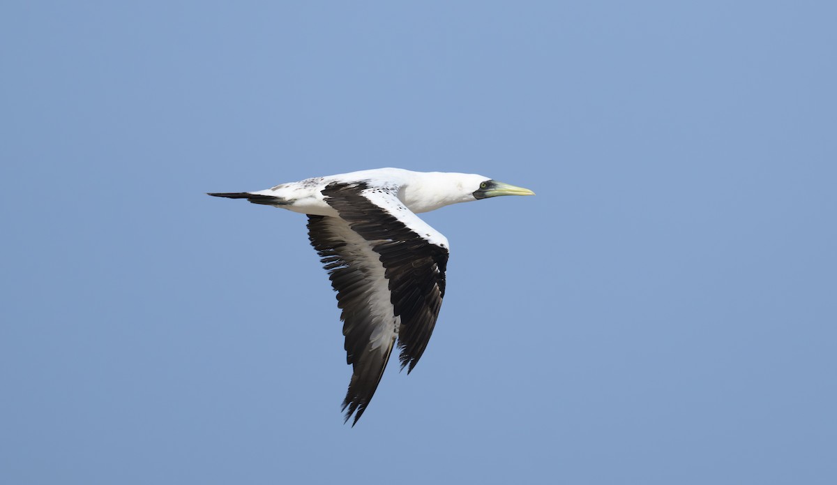 Masked Booby - ML641479857