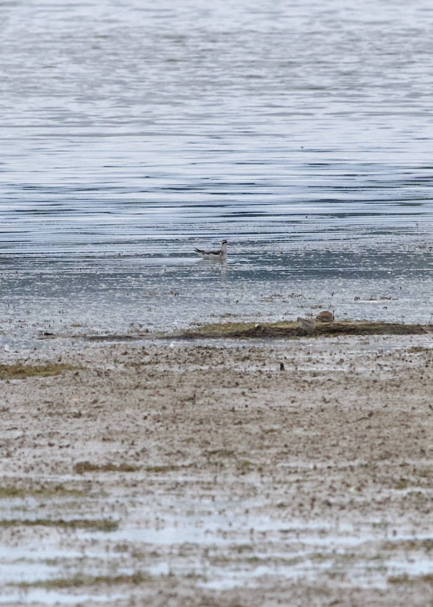 Phalarope à bec étroit - ML641479859