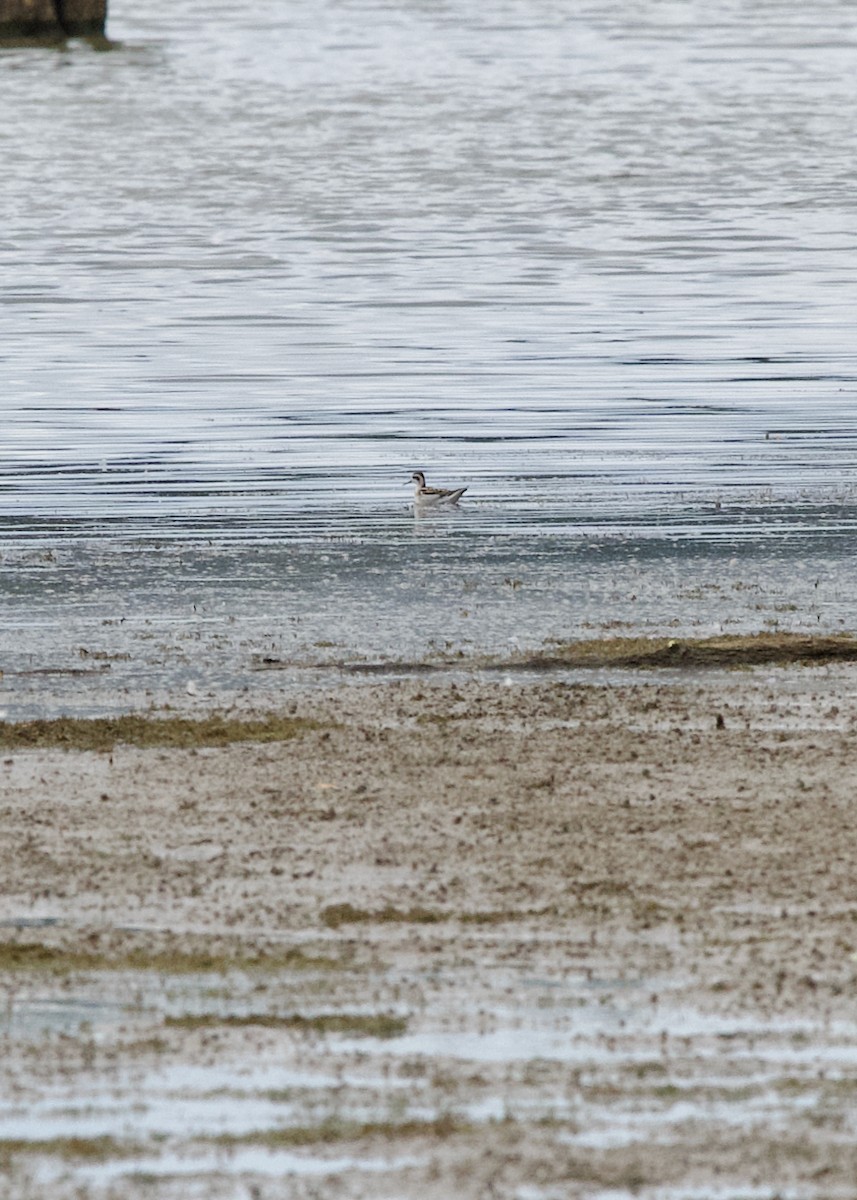 Phalarope à bec étroit - ML641479860