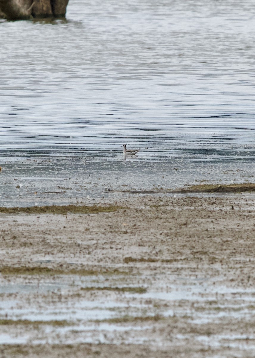 Phalarope à bec étroit - ML641479861