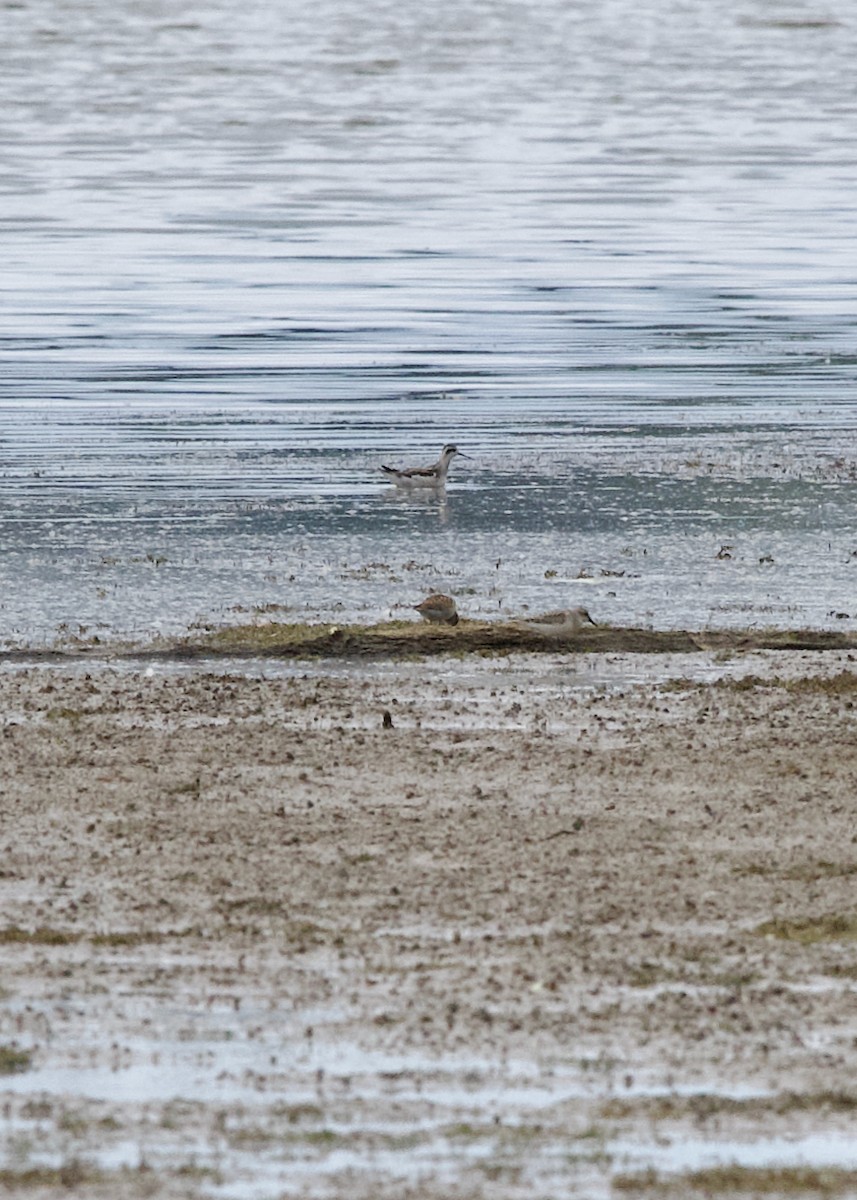 Phalarope à bec étroit - ML641479862