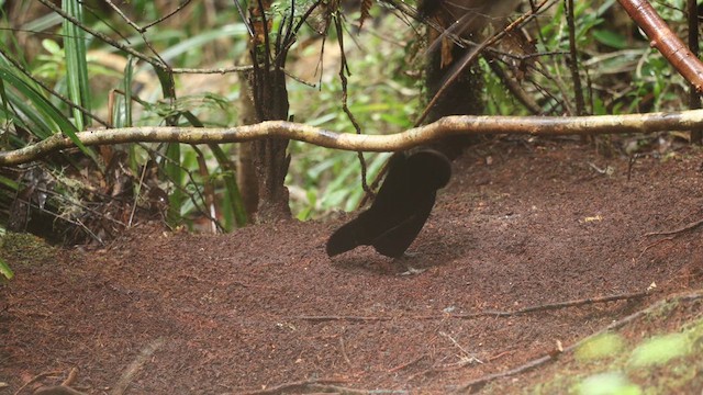 Western Parotia - ML641479871