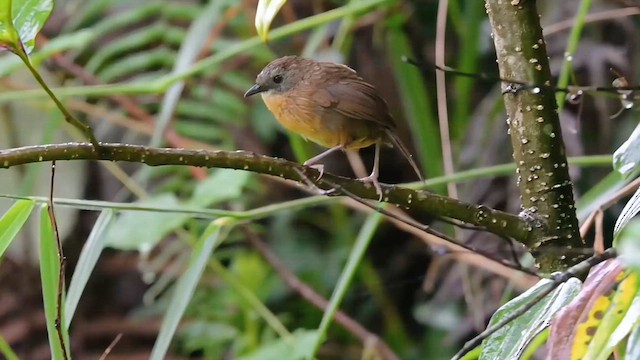 Tawny-breasted Wren-Babbler - ML641479882