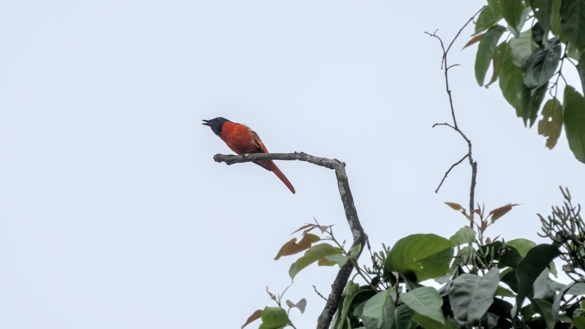 Scarlet Minivet - ML641479883