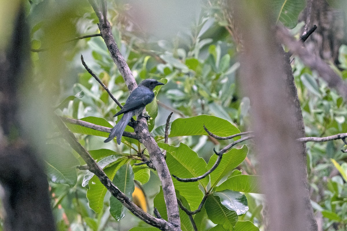 Drongo cendré (groupe leucophaeus) - ML641479912