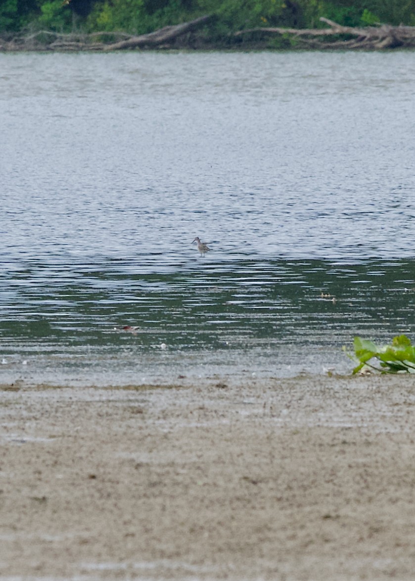 Bécasseau à échasses - ML641479915