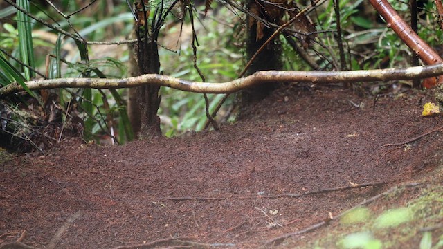 Western Parotia - ML641479936