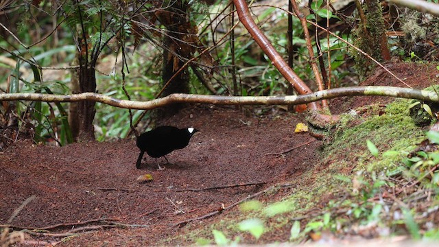 Western Parotia - ML641479969