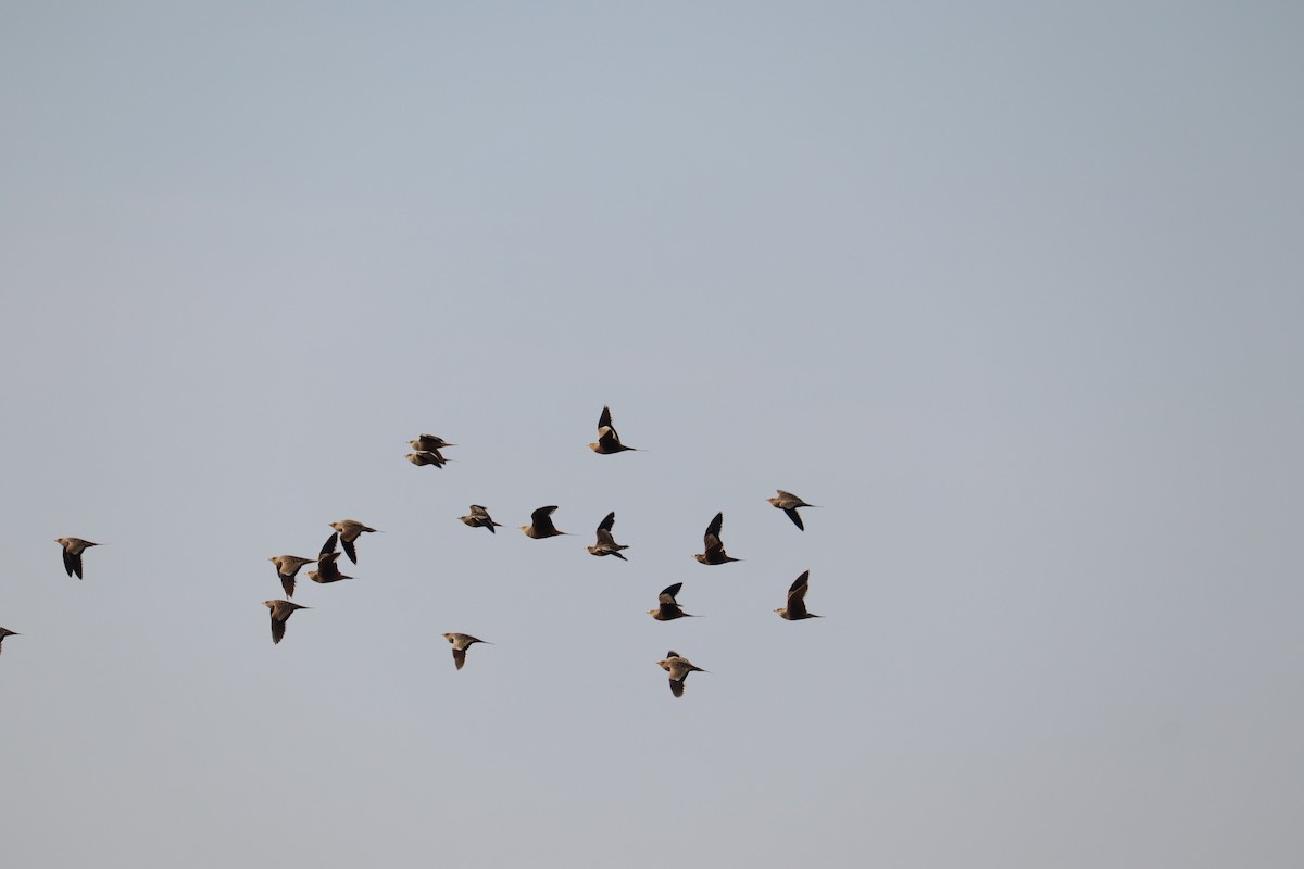 Chestnut-bellied Sandgrouse - ML641480013