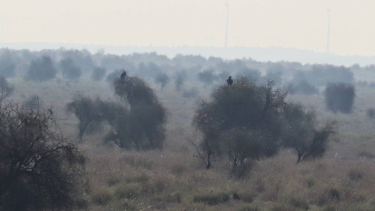 Red-headed Vulture - ML641480024