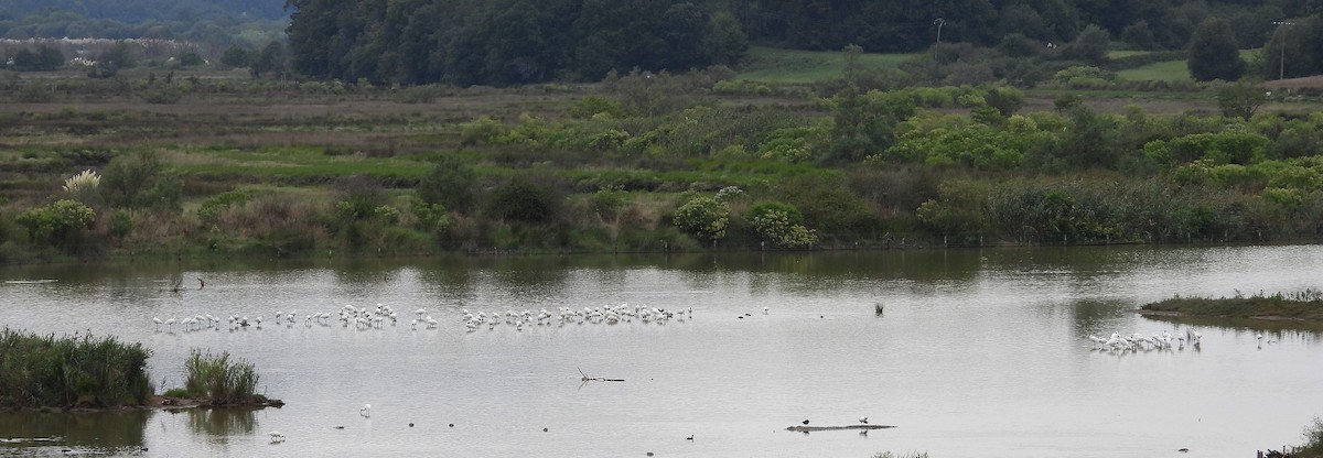Eurasian Spoonbill - ML641480048