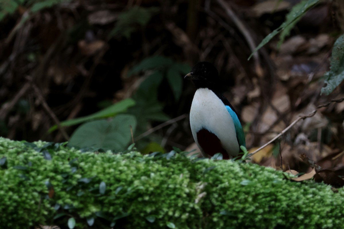 Ivory-breasted Pitta (Ivory-breasted) - ML641480057