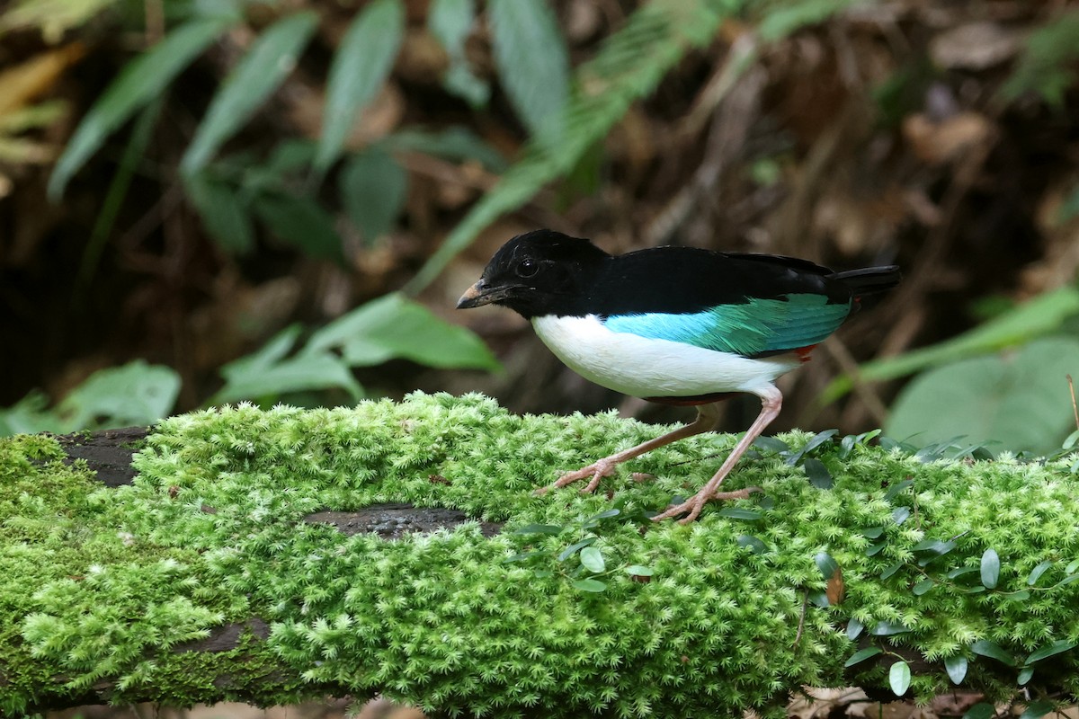 Ivory-breasted Pitta (Ivory-breasted) - ML641480058