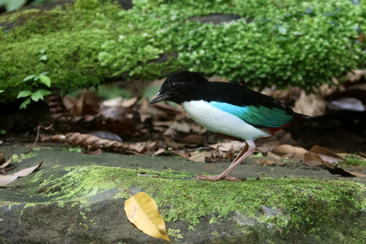 Ivory-breasted Pitta (Ivory-breasted) - ML641480059